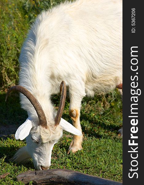 White bearded goat grazing at the green meadow. White bearded goat grazing at the green meadow