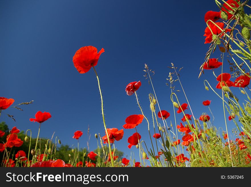 Red poppies, green grass, blue sky