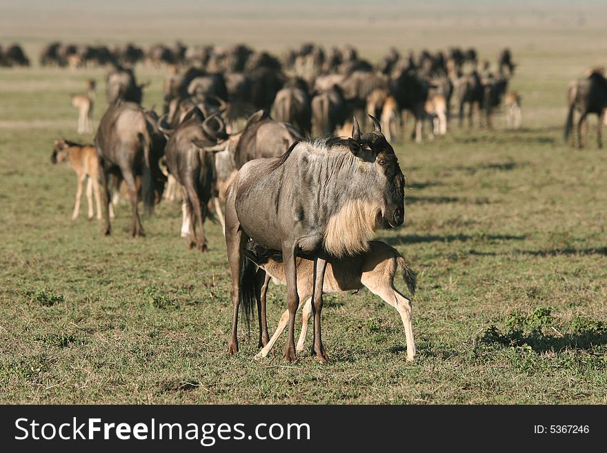 Herd of Wildebeest. Female Wildebeest feeding the little one. Ngorongoro Crater. Tanzania