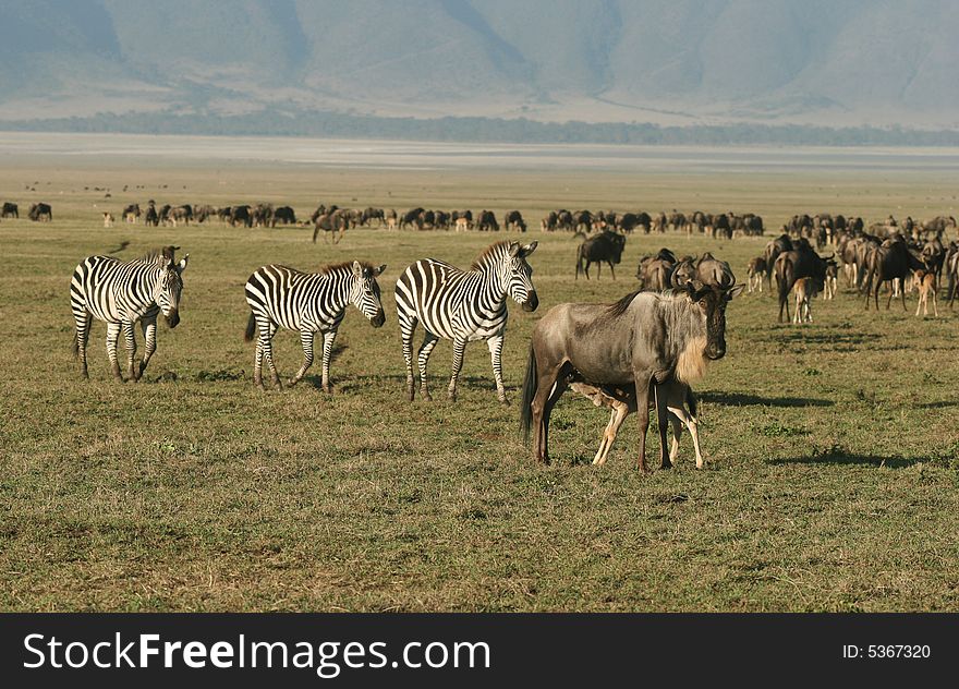 Zebras with Herd of Wildebeest. Ngorongoro Crater. Tanzania. Zebras with Herd of Wildebeest. Ngorongoro Crater. Tanzania