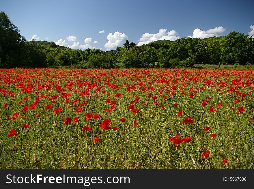 Field of red poppies