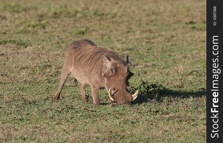 Warthog in grass.