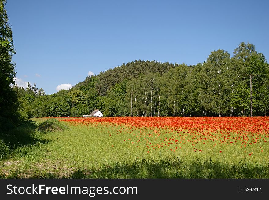 Poppy Field With A Farmhouse