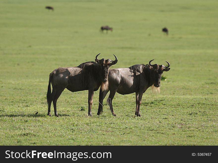 Two Blue Wildebeest curiously looking at camera, Blue Wildebeest is a large and Common Herbivore in Africa. Ngorongoro Crater. Tanzania. Africa