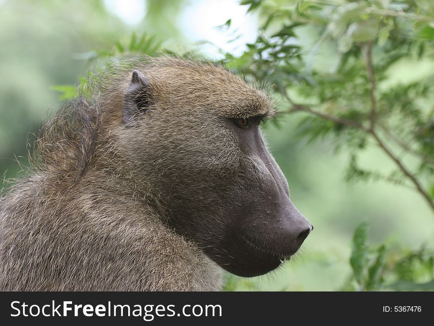 Closeup shot of an African Baboon. Victoria falls. Livingstone. Zambia. Africa