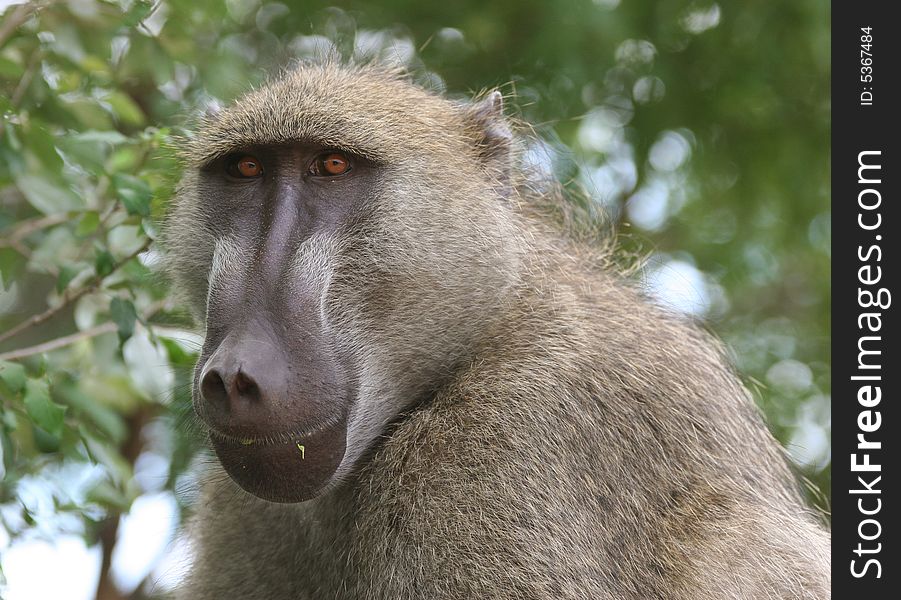 Closeup shot of an African Baboon. Victoria falls. Livingstone. Zambia. Africa