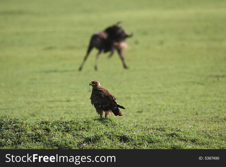 Eagle against blurred Wildebeest in background. Ngorongoro Crater. Tanzania. Africa. Eagle against blurred Wildebeest in background. Ngorongoro Crater. Tanzania. Africa