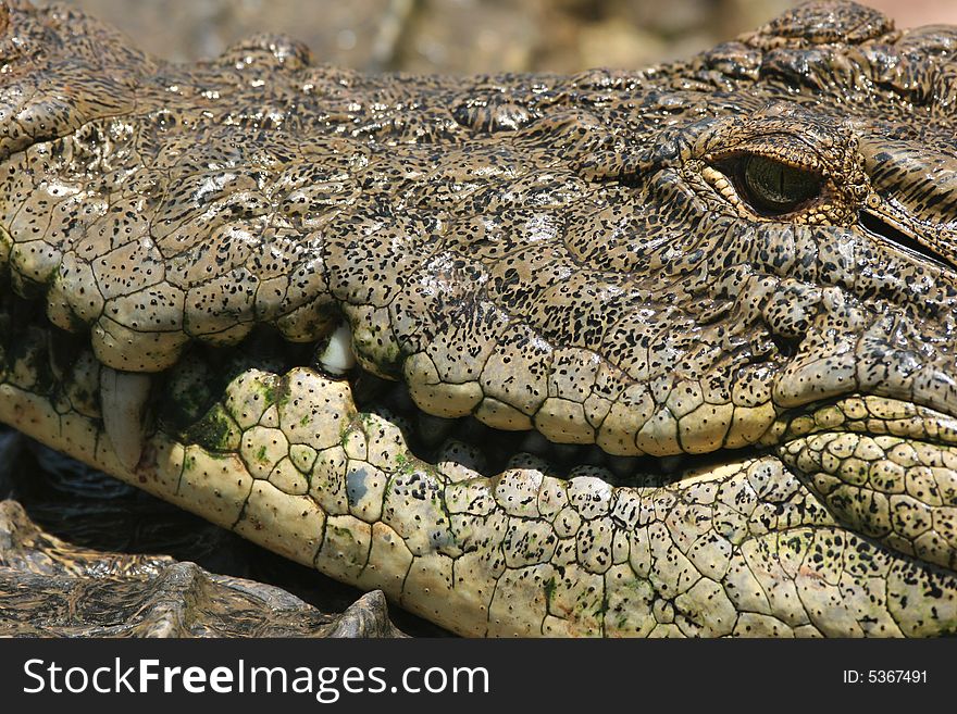 Closeup of pachyderm structures of Dangerous Crocodile at Kariba lake. Zambia. Africa. Closeup of pachyderm structures of Dangerous Crocodile at Kariba lake. Zambia. Africa