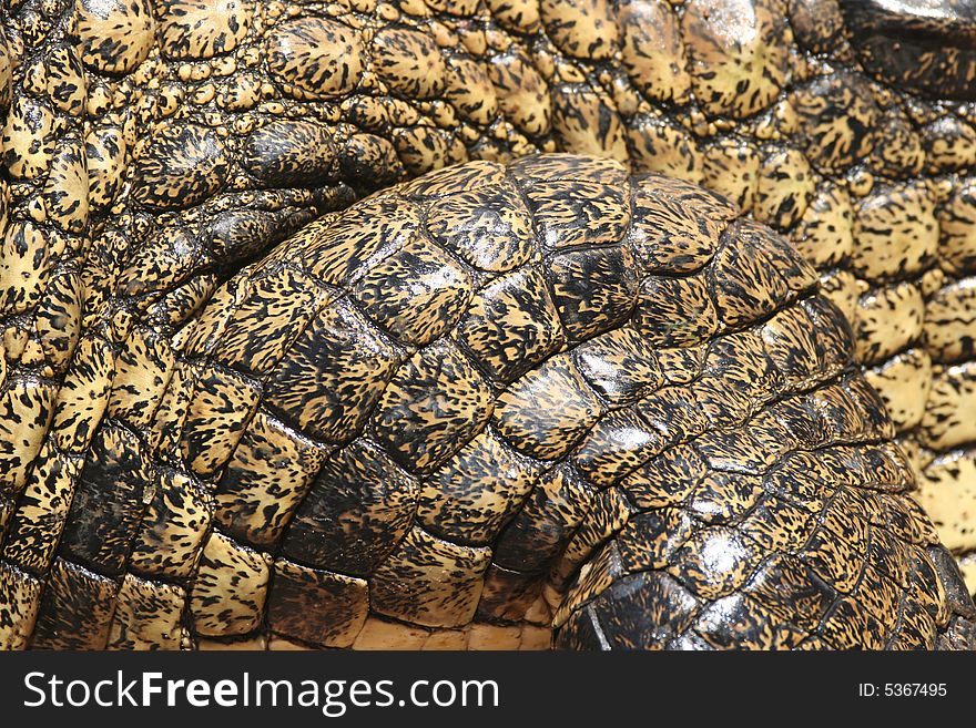 Closeup of pachyderm structures of Dangerous Crocodile at Kariba lake. Zambia. Africa. Closeup of pachyderm structures of Dangerous Crocodile at Kariba lake. Zambia. Africa