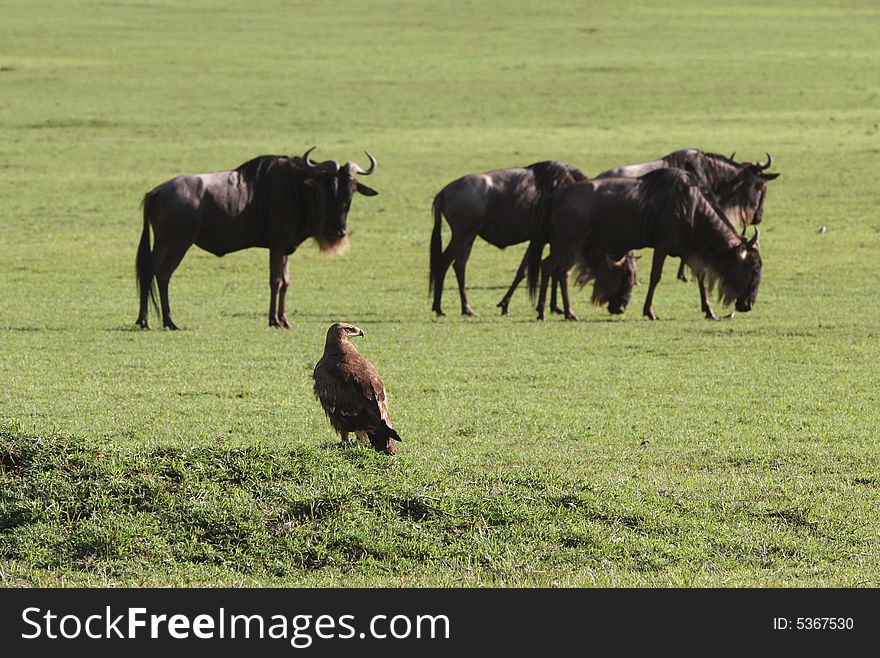 Eagle Against Herd Of Wildebeest