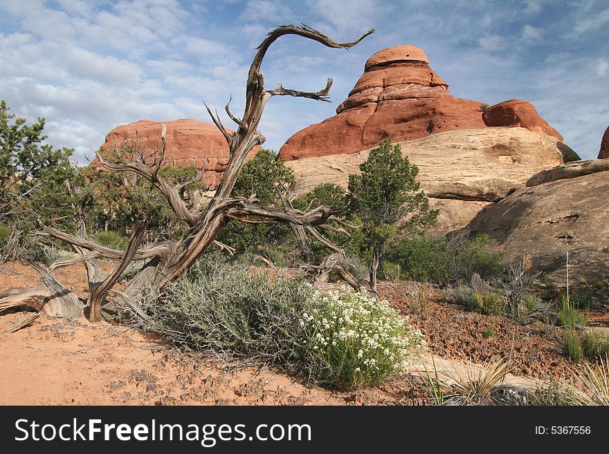 Colorful rocks against shrubby grounds in Canyonlands national park. Utah. USA