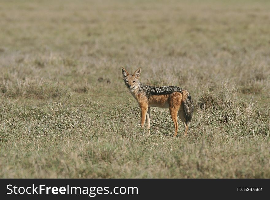 Black-backed jackal Canis mesomelas. Ngorongoro Crater. Tanzania