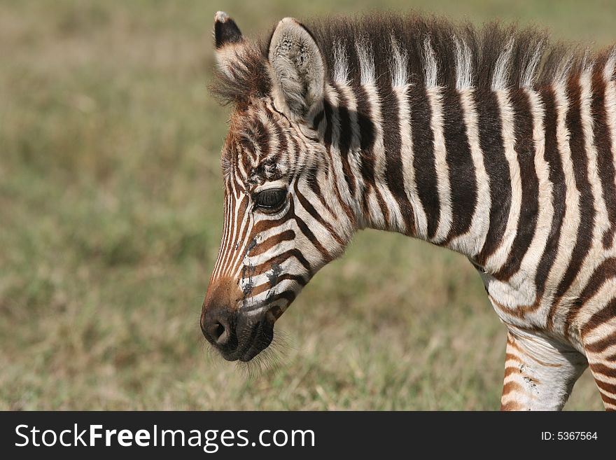 Close shot of a zebra's head. Ngorongoro Crater national park. Tanzania