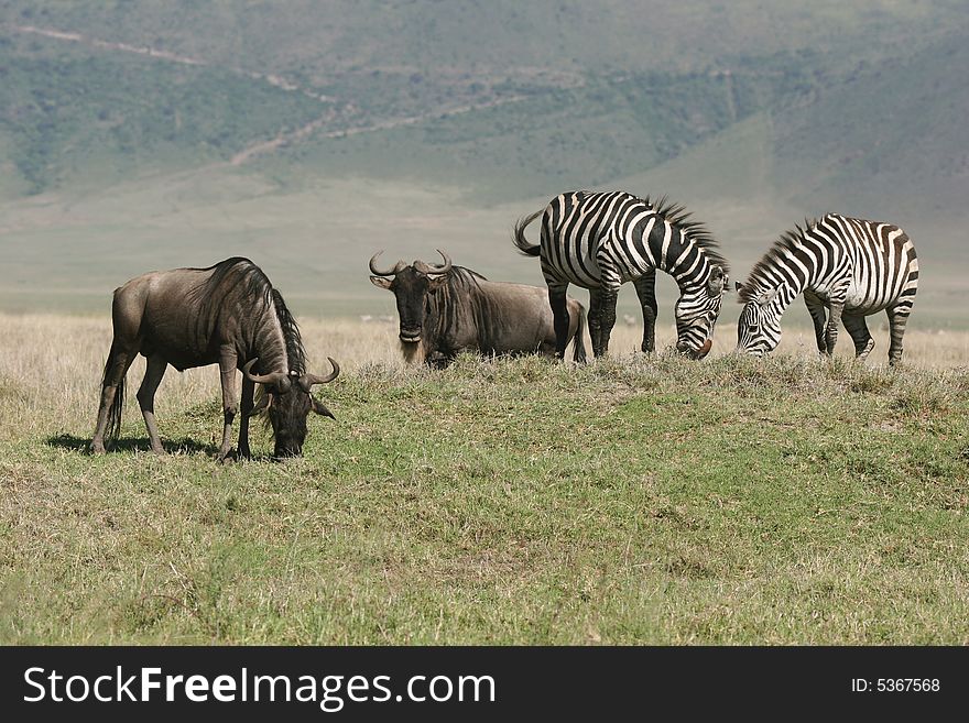 Zebras with Herd of Wildebeest. Ngorongoro Crater. Tanzania. Zebras with Herd of Wildebeest. Ngorongoro Crater. Tanzania