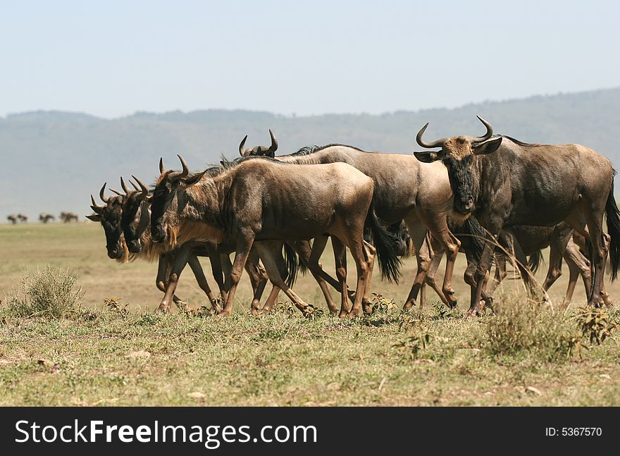 Herd of Wildebeest. Ngorongoro Crater. Tanzania