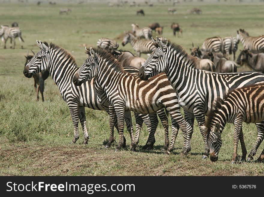 Herd of Burchell's zebras standing still in the grass. Ngorongoro Crater. Tanzania