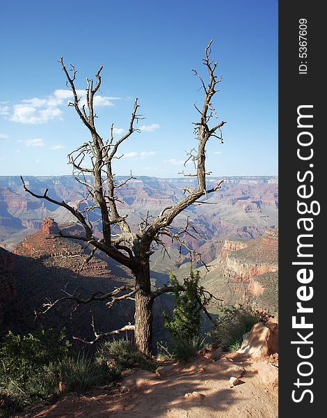 View of dry tree above the Grand Canyon panorama