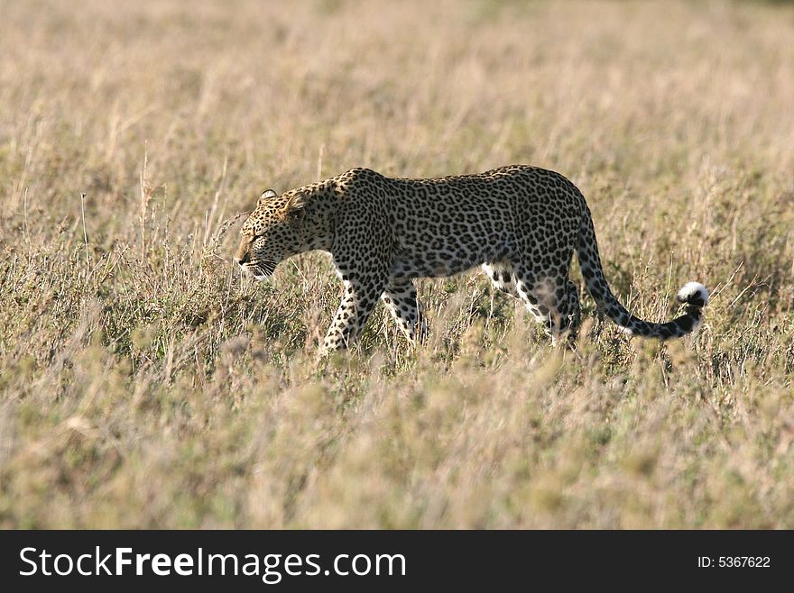 Leopard Walking Through Grass