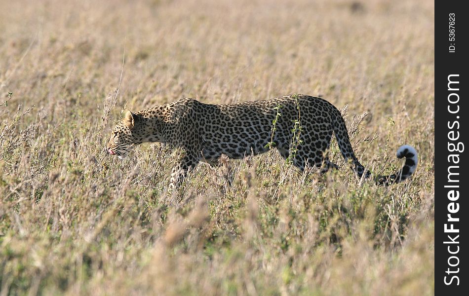 Leopard walking through dry grass. Serengeti national park. Tanzania. Leopard walking through dry grass. Serengeti national park. Tanzania