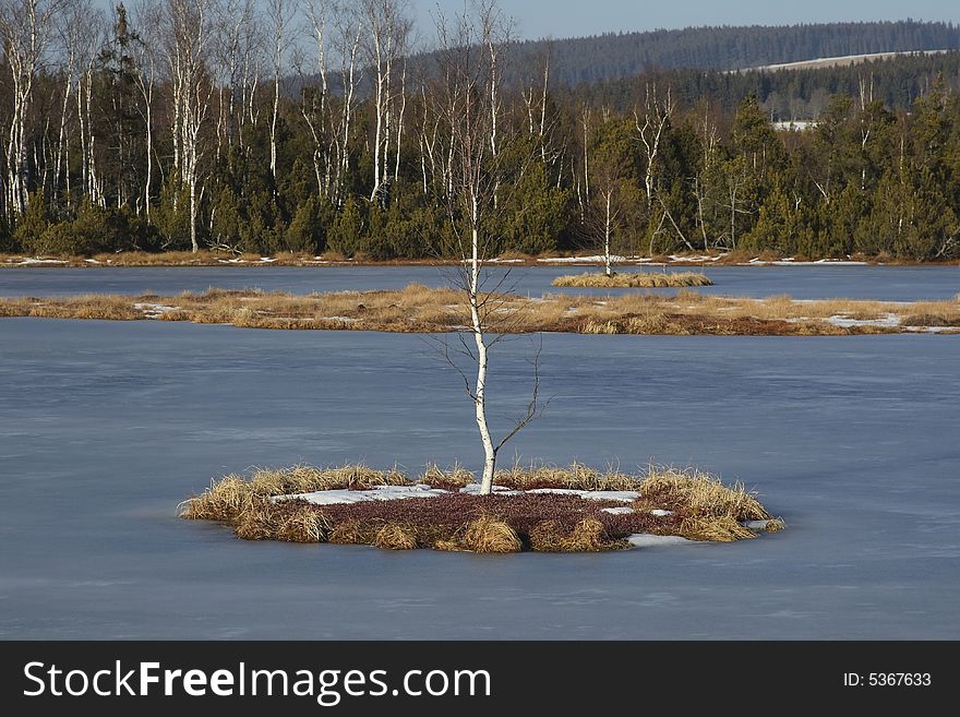 This is Chaluparska moor in Czech republic, region Sumava. There was a few snow in February 2007, normally you would not get here by foot. It was a beautiful sunset throwing soft light and long shadows on the frozen surface of the moor. This lonely birch stood alone in the middle of the moor. This is Chaluparska moor in Czech republic, region Sumava. There was a few snow in February 2007, normally you would not get here by foot. It was a beautiful sunset throwing soft light and long shadows on the frozen surface of the moor. This lonely birch stood alone in the middle of the moor...