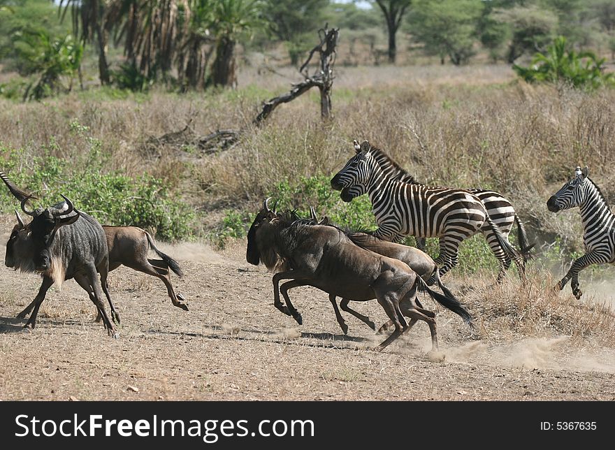 Herd of Zebras and Wildebeests running. Serengeti national park. Tanzania