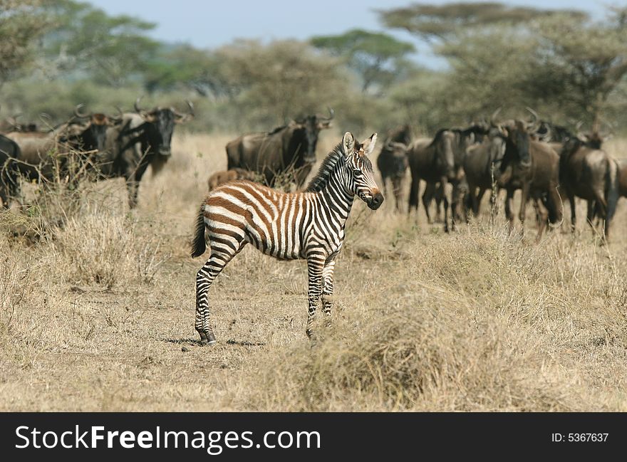 Zebra with Herd of Wildebeests in background. Serengeti national park. Tanzania. Zebra with Herd of Wildebeests in background. Serengeti national park. Tanzania