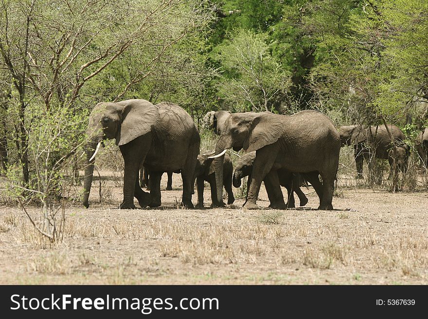 Group of African elephants (Loxodonta africana) coming out from the bush. Serengeti national park. Tanzania