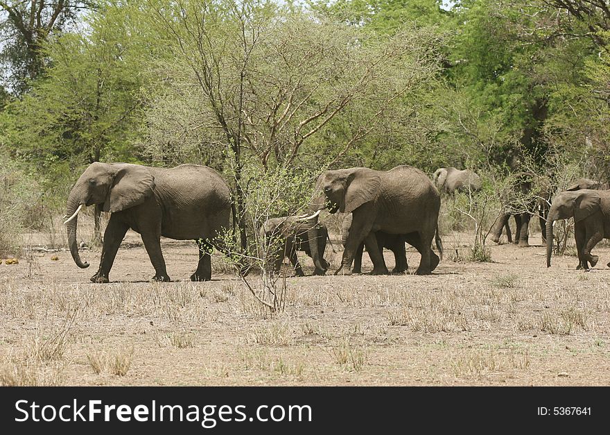 Group of African elephants (Loxodonta africana) coming out from the bush. Serengeti national park. Tanzania
