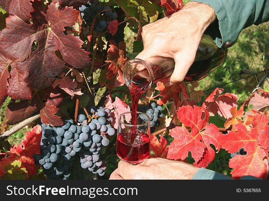 Pouring red wine in vineyard. Vintage Time. Slovenia