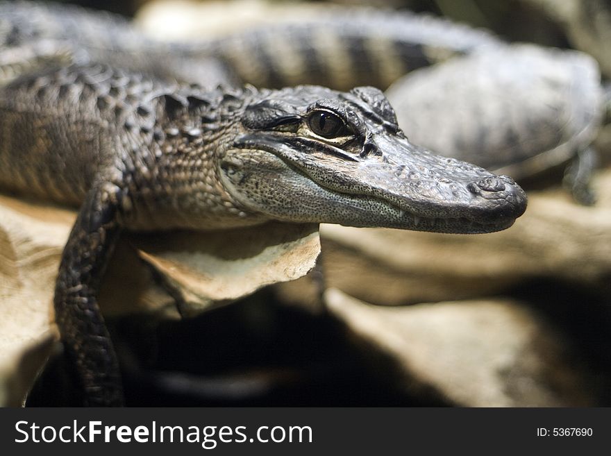 Closeup of an American Alligator looking at the camera. Closeup of an American Alligator looking at the camera