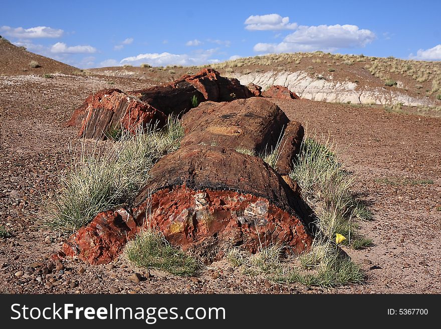 View of petrified wood in Petrified Forest NP