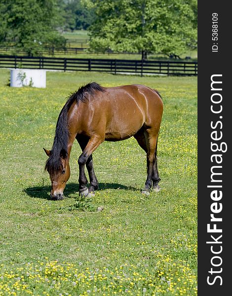 Horse Grazing In Field