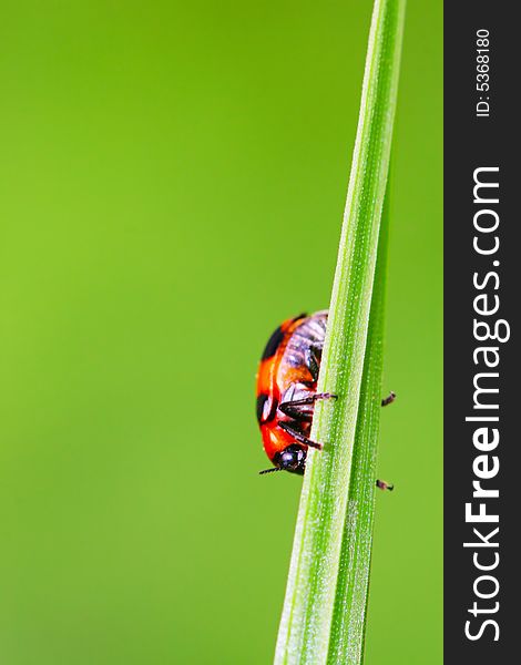 The bug on the plant with a green background