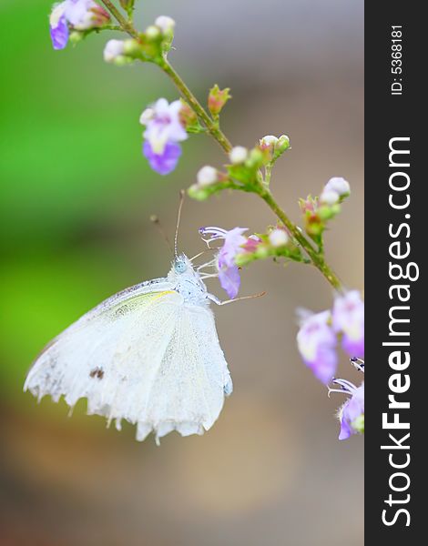 The Flower And Butterfly