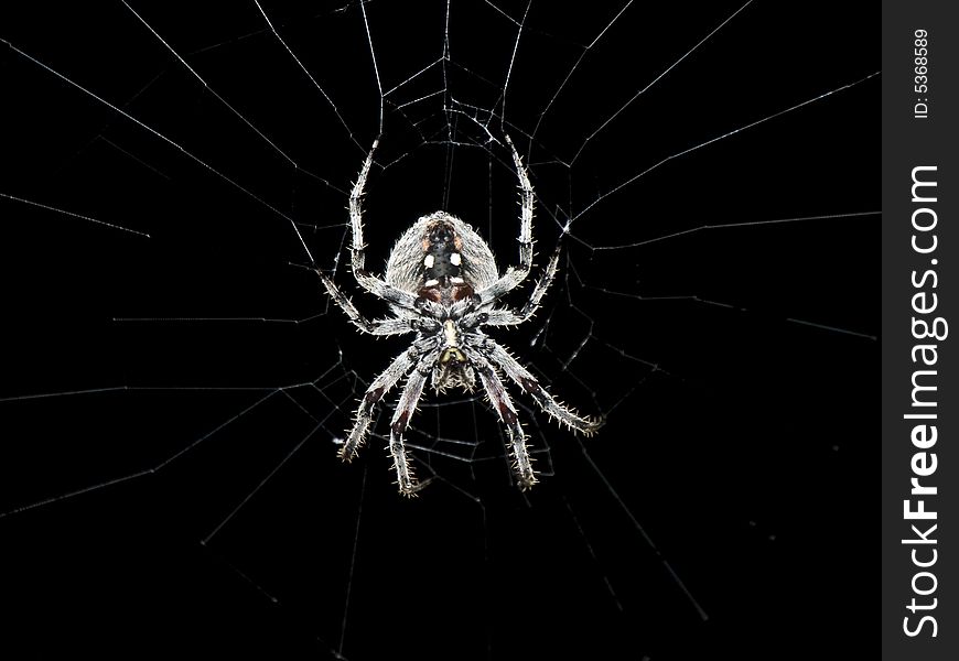 Photo of spider on black background. Photo of spider on black background.