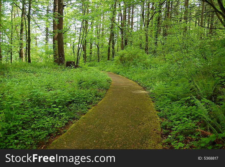 A paved path through a green forest. A paved path through a green forest