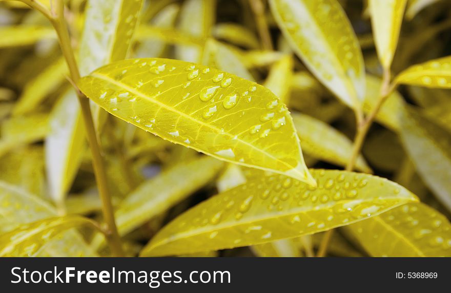 Yellow leafs in the morning dew. Yellow leafs in the morning dew