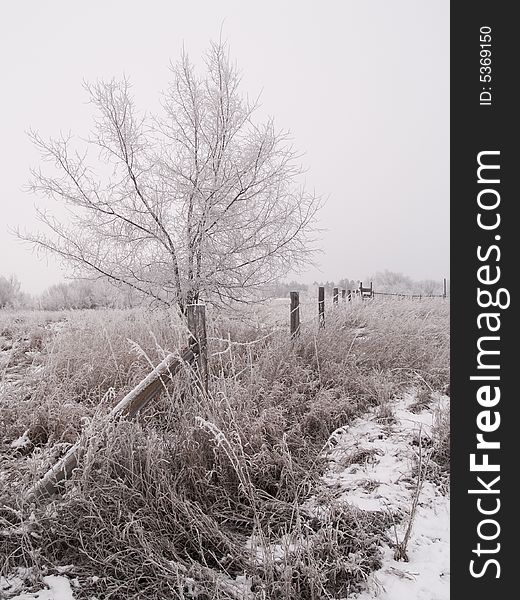 Frosted rural winter scene of a fence and tree between two fields. Frosted rural winter scene of a fence and tree between two fields.
