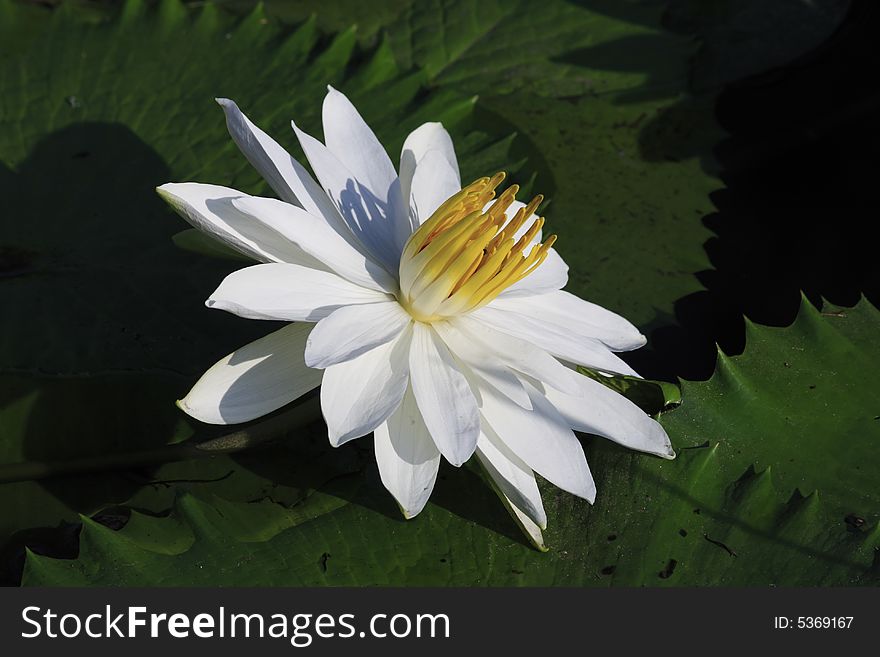 A water lily in full bllom