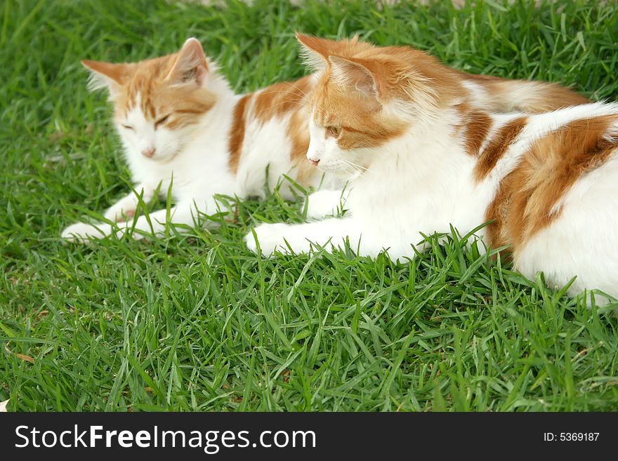 Two beautiful cats on the grass. Two beautiful cats on the grass.