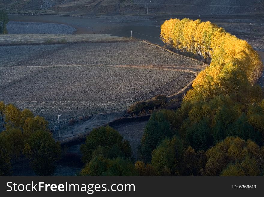 It is light shine on poplar