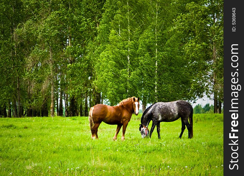 Horse graze on the field. Horse graze on the field