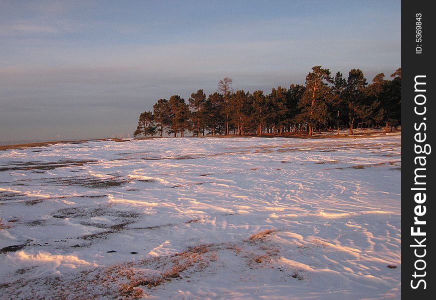 The Siberian taiga