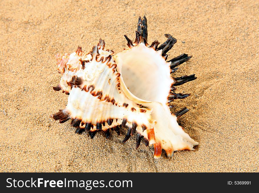 Exotic seashell on golden sand