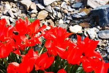 Red Tulips Stock Images Red Tulips Stock Images