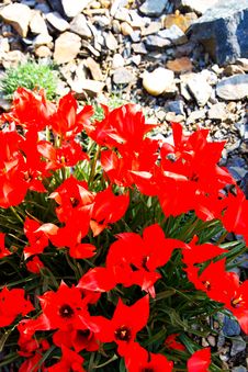 Red Tulips Stock Image Red Tulips Stock Image