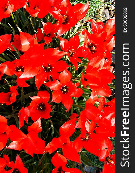 Red tulips bloom in the flower bed