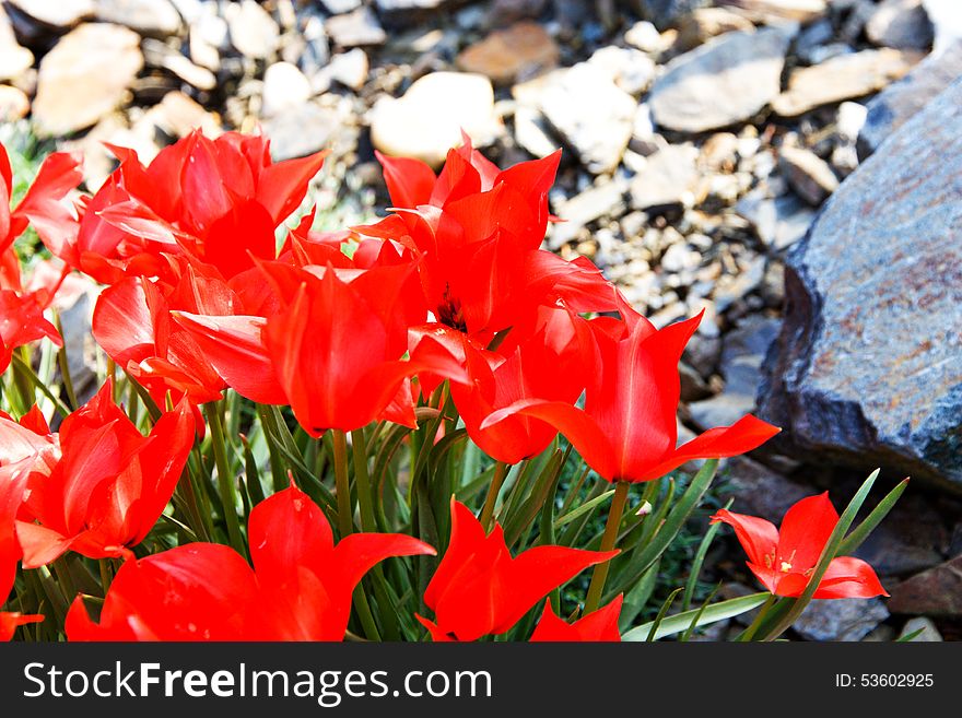 Red tulips