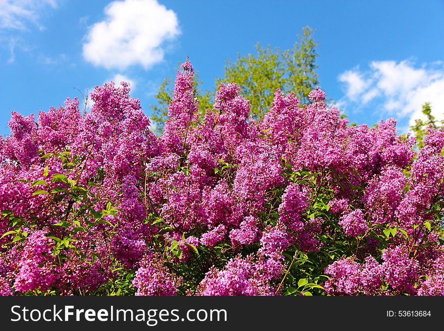 Syringa chinensis