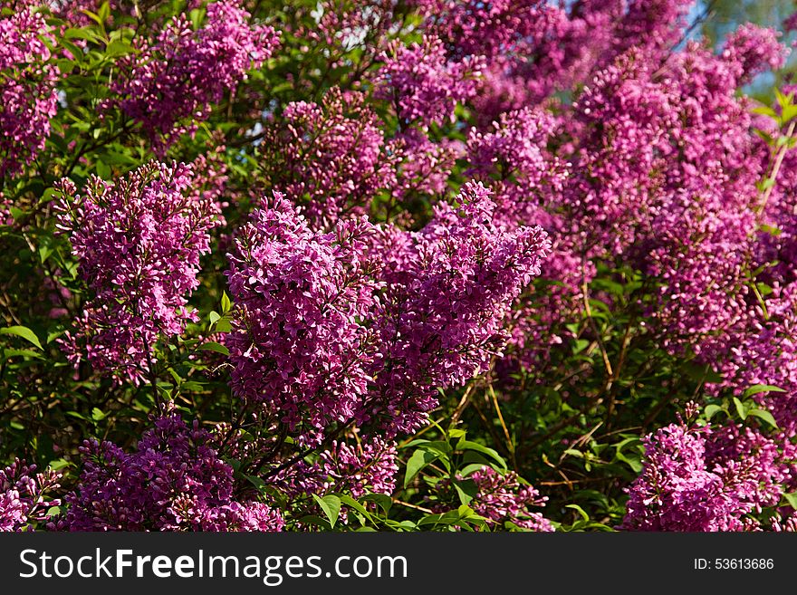 Syringa Chinensis